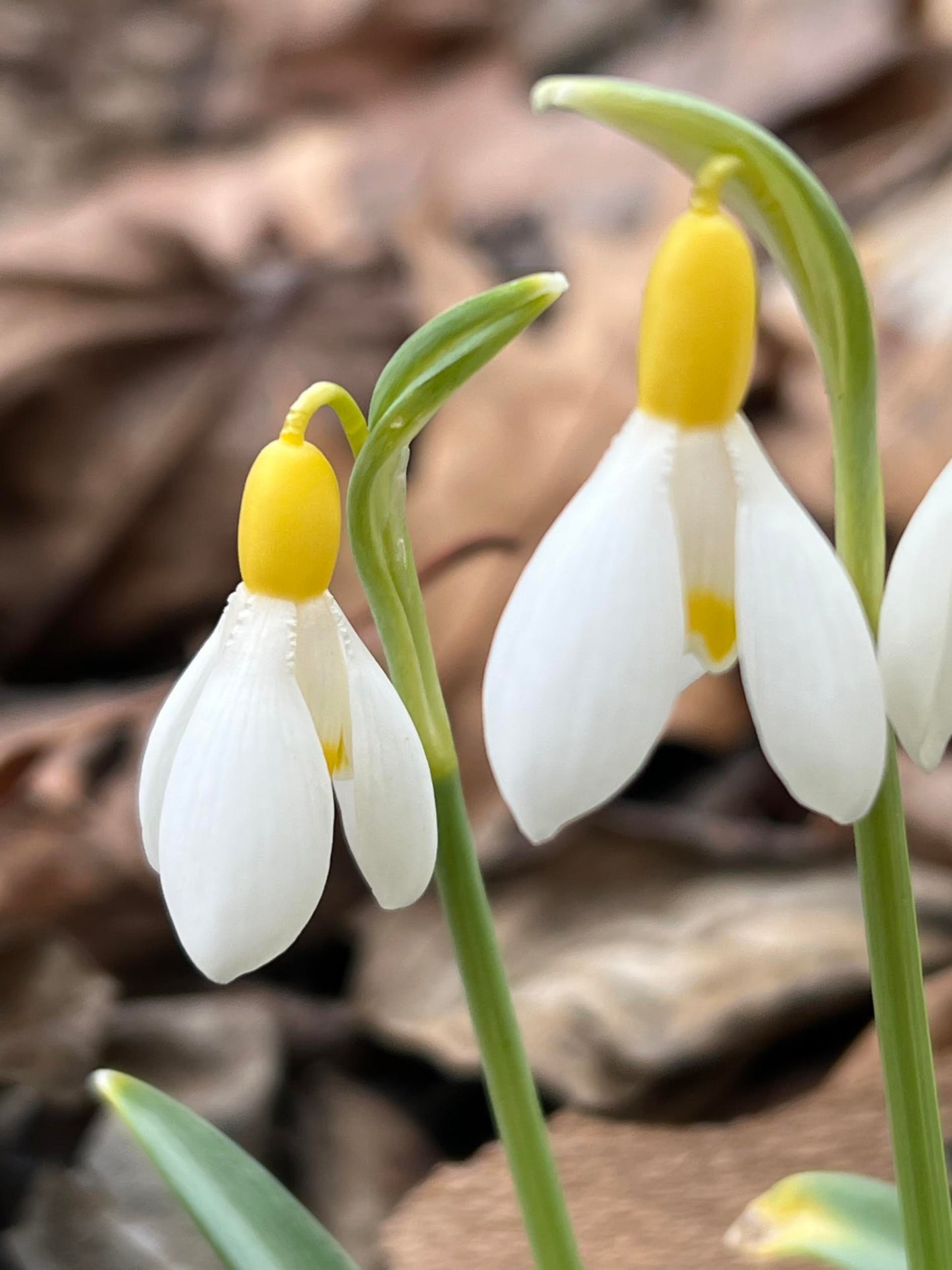 Primrose Warburg yellow snowdrop historic galanthus plicatus