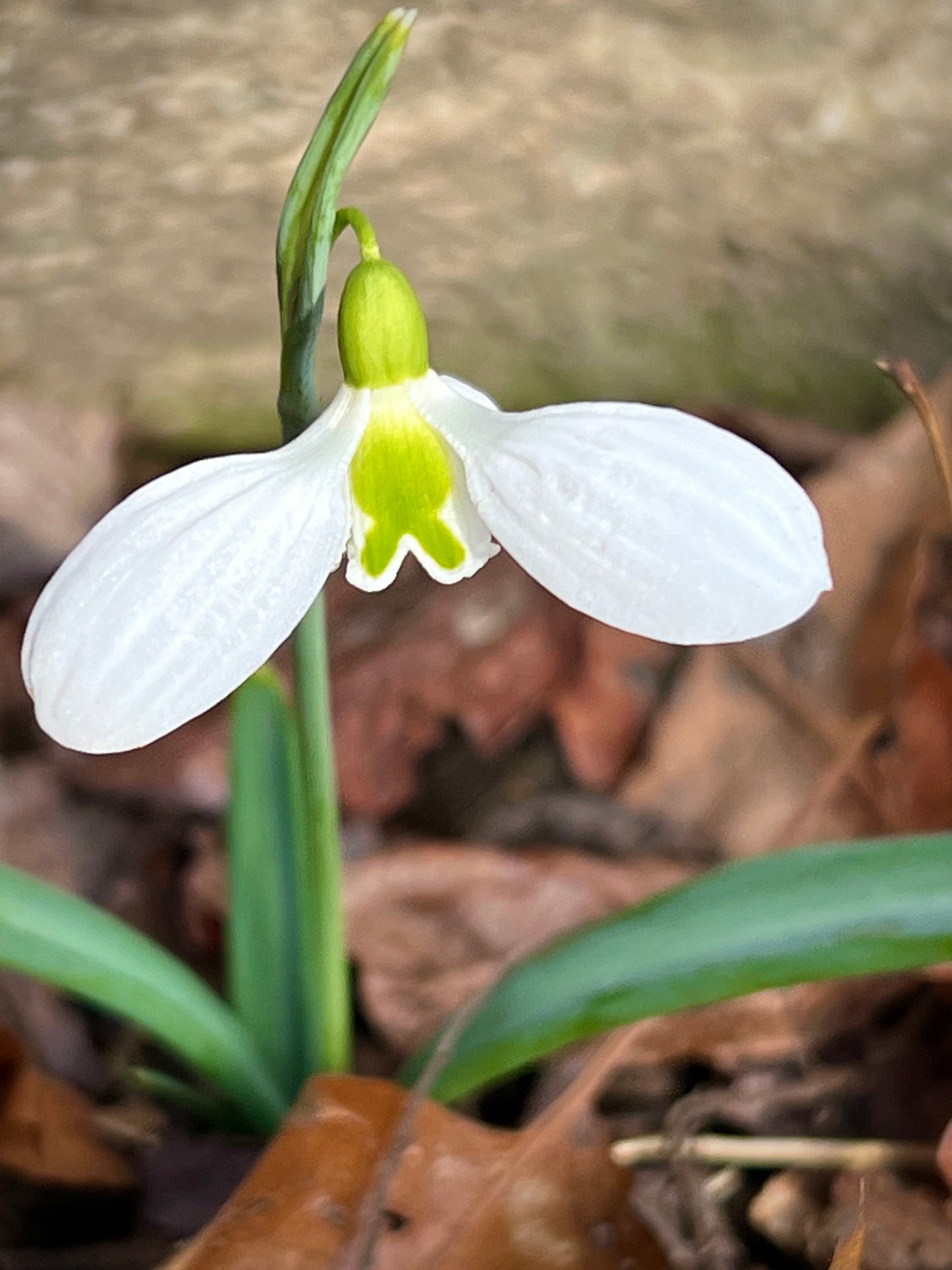 Three Ships early blooming snowdrop galanthus plicatus