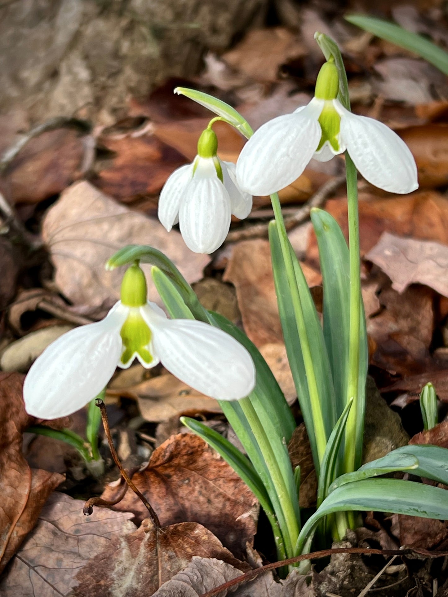 Three Ships early blooming snowdrop galanthus plicatus