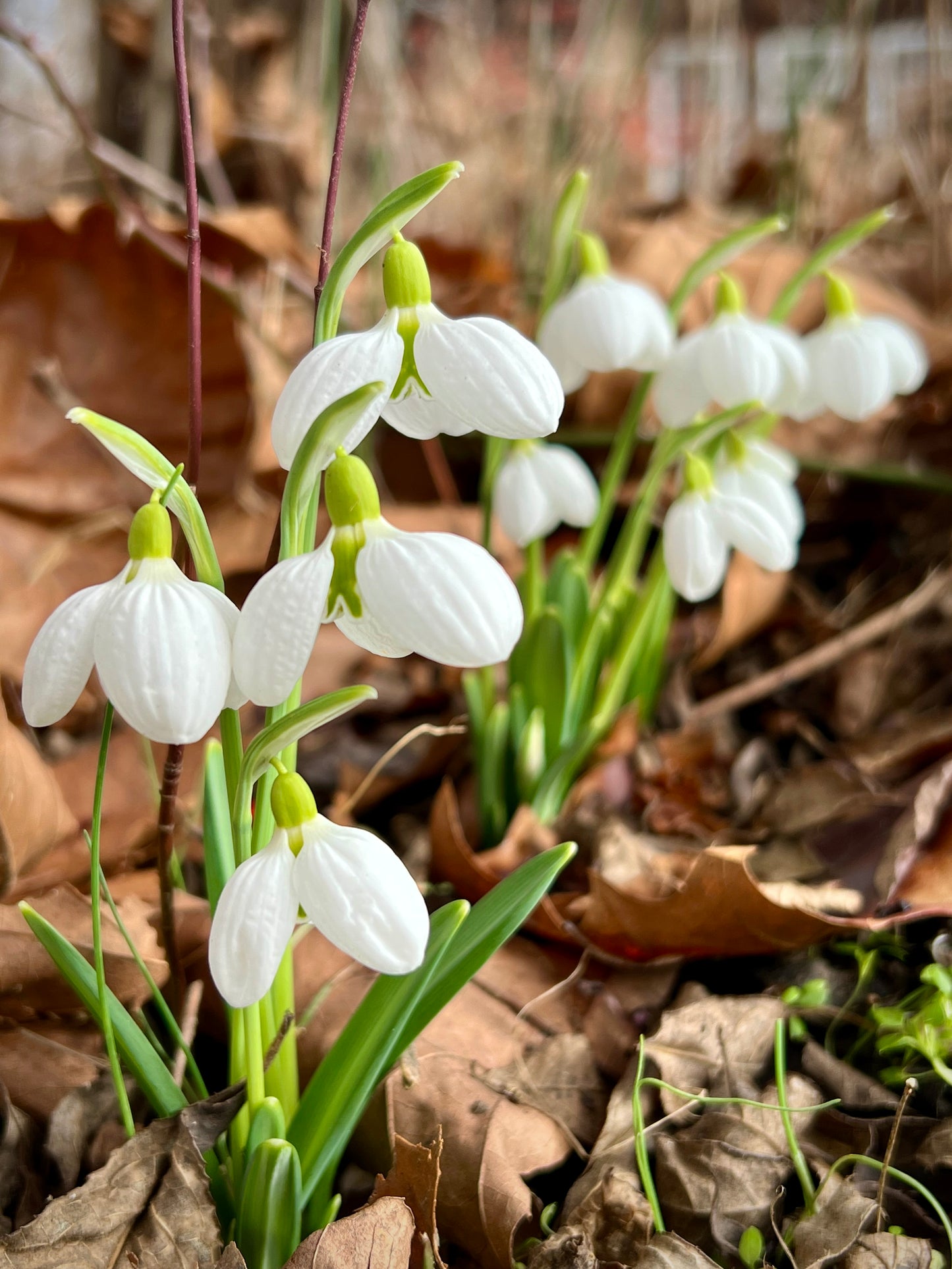 Three Ships early blooming snowdrop galanthus plicatus