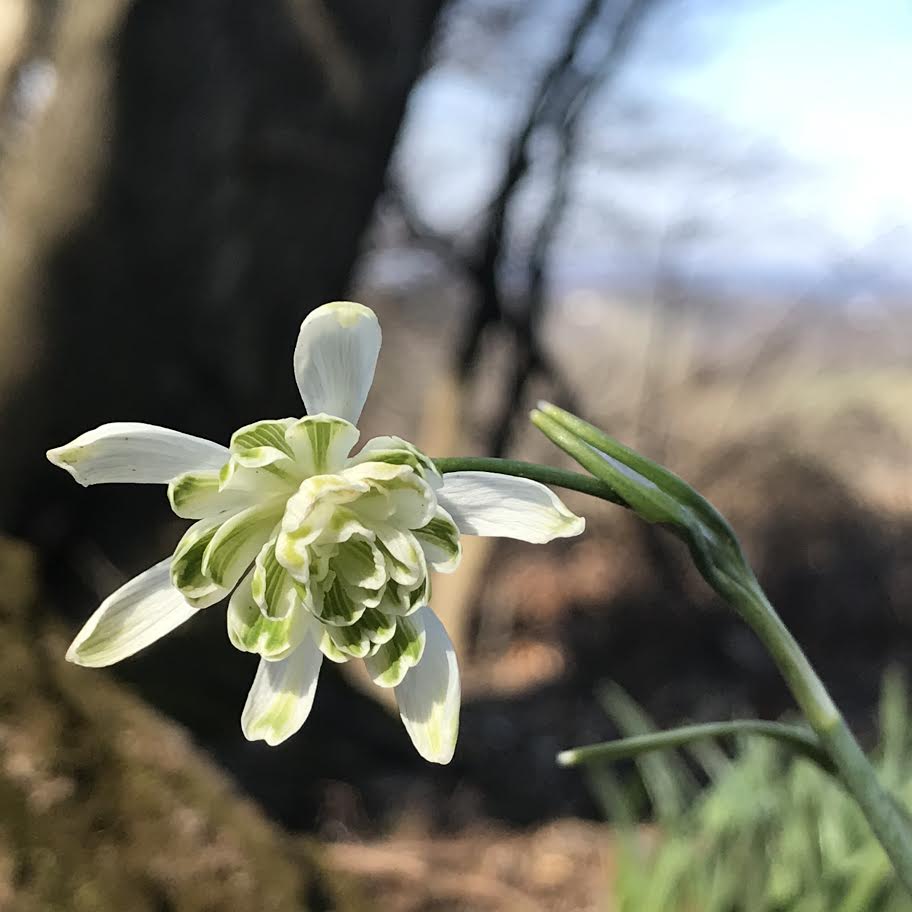 Flocon de Neige double nivalis snowdrop galanthus with six outer segments