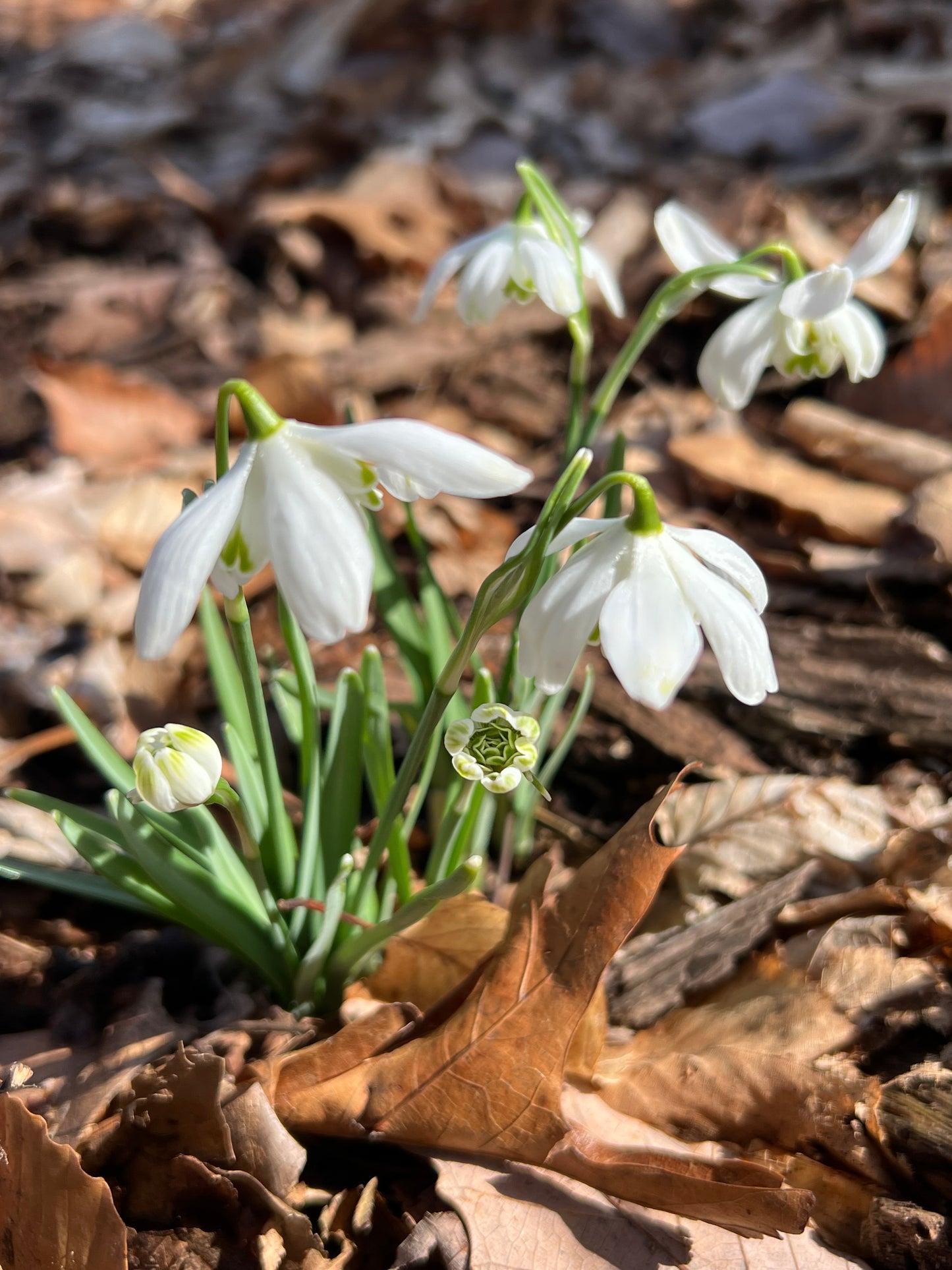 Flocon de Neige double nivalis snowdrop galanthus with six outer segments