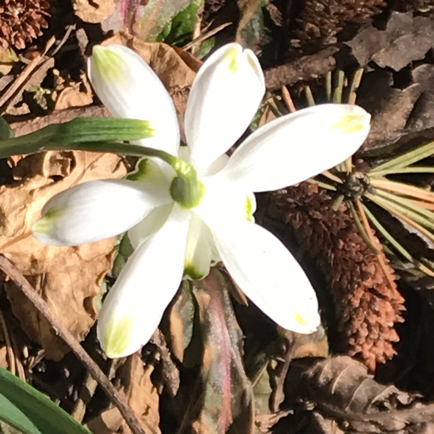 Flocon de Neige double nivalis snowdrop galanthus with six outer segments