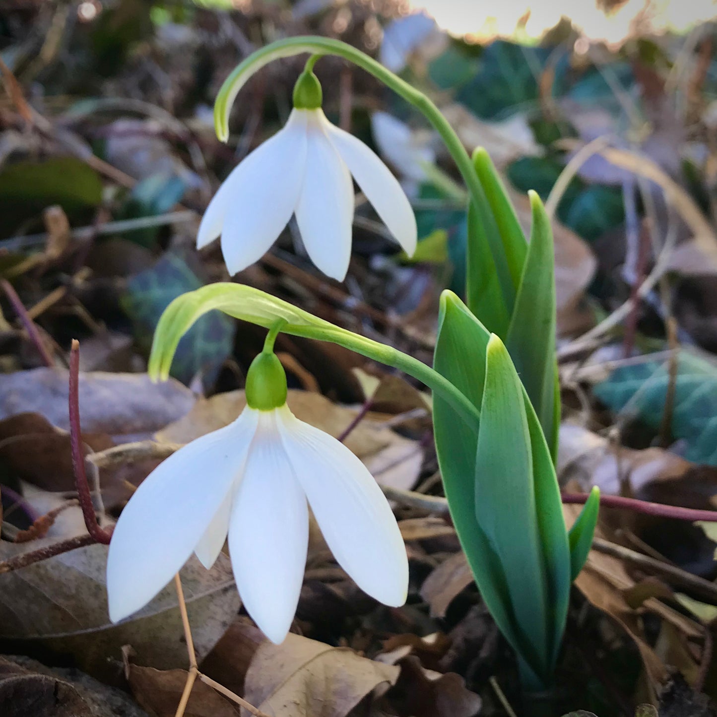 Kermode Bear snowdrop poculiform Galanthus elwesii