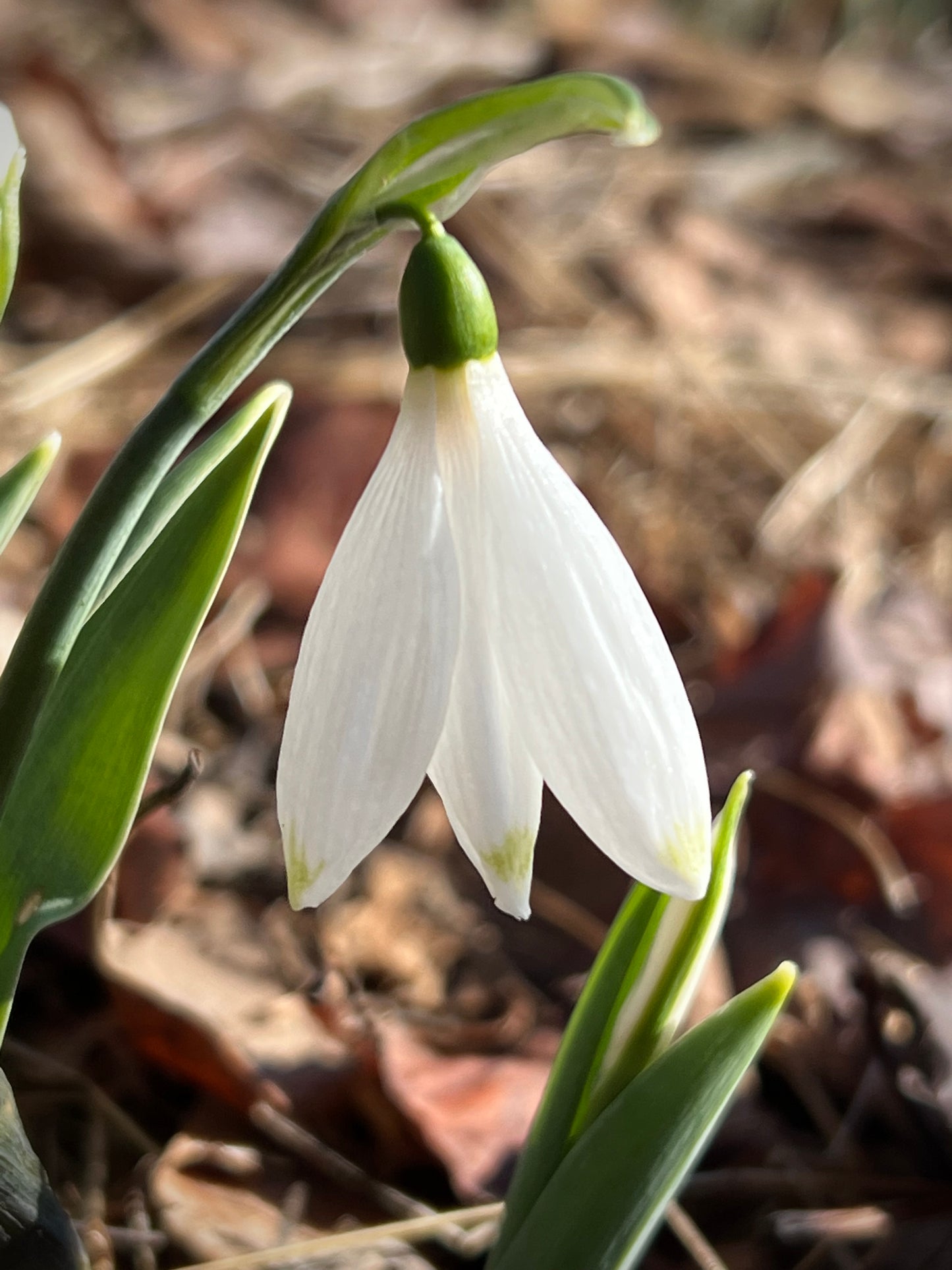 Kermode Bear snowdrop poculiform Galanthus elwesii