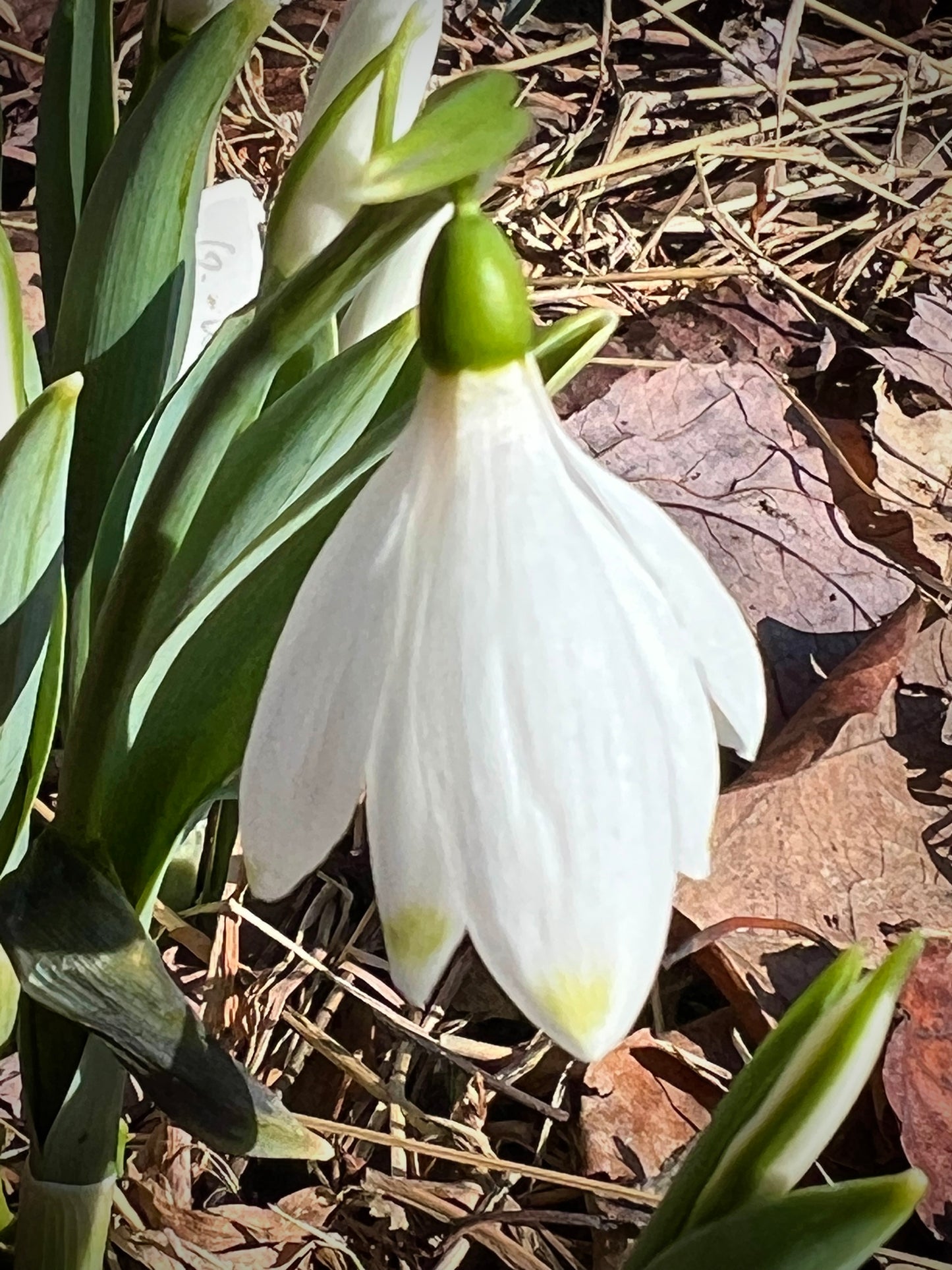Kermode Bear snowdrop poculiform Galanthus elwesii