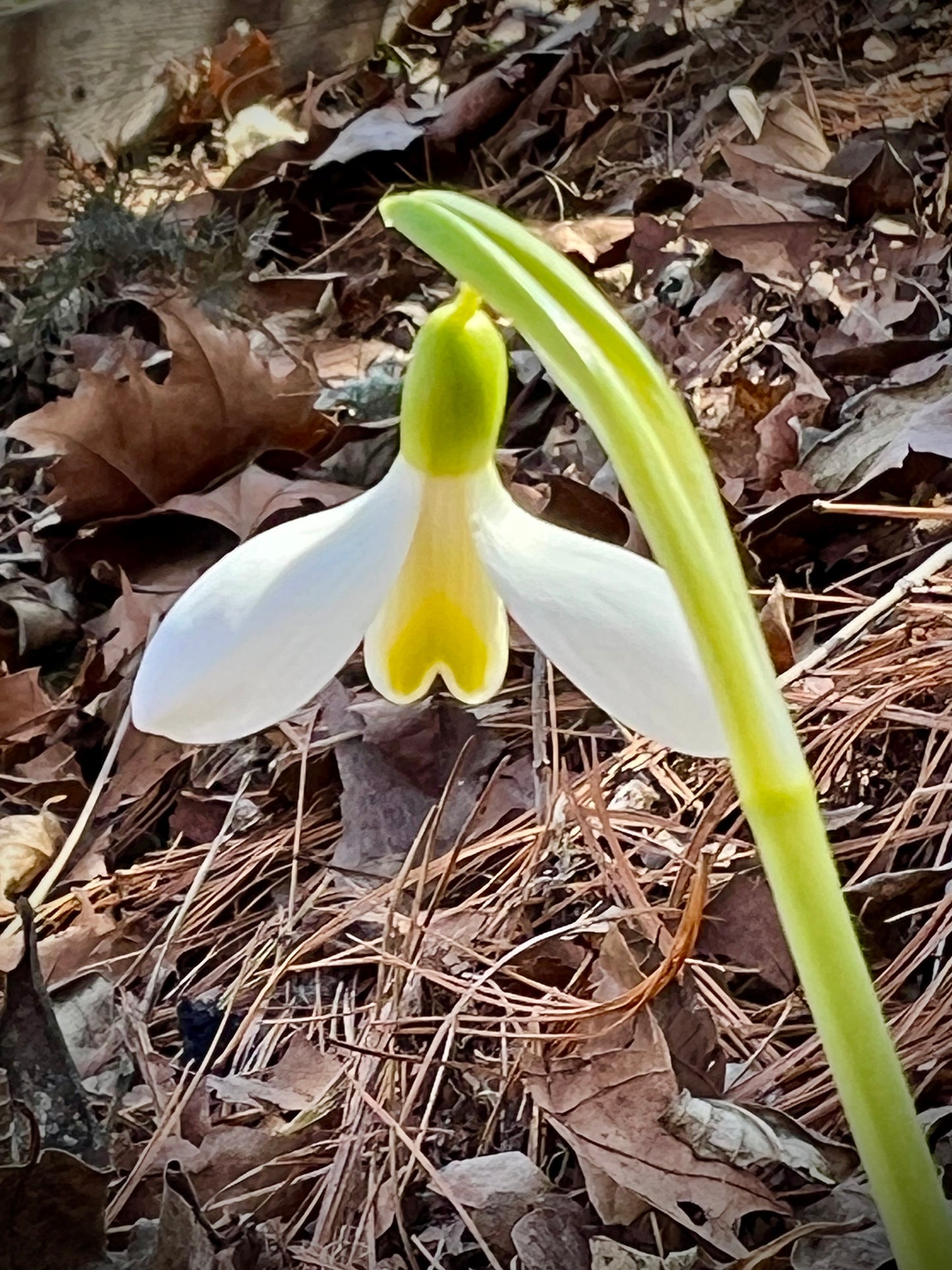Mother Goose plicatus snowdrop