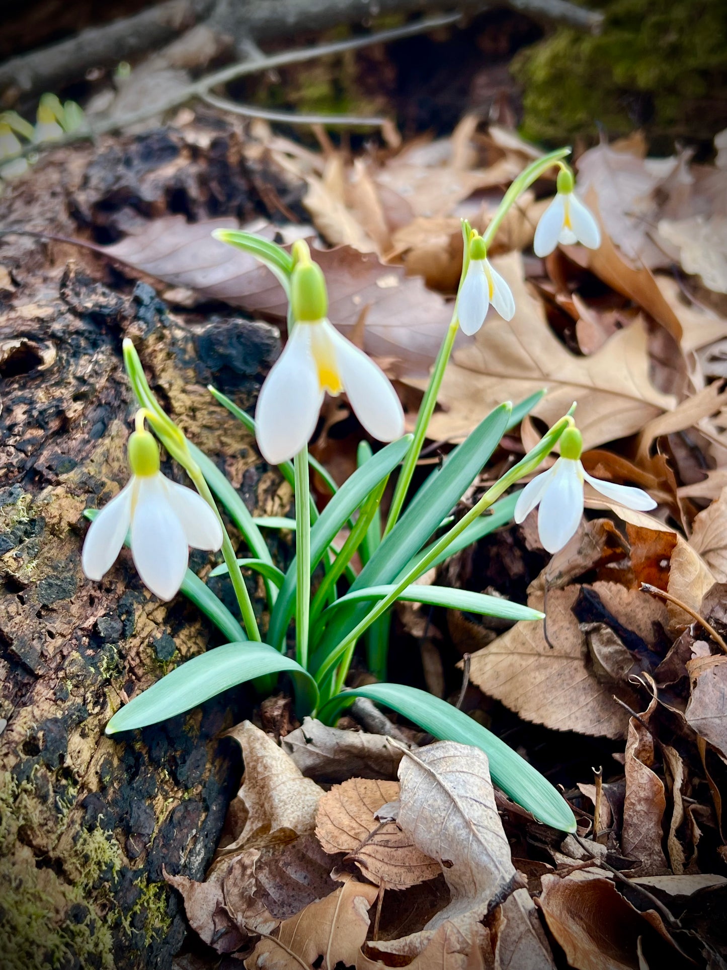 Mother Goose plicatus snowdrop