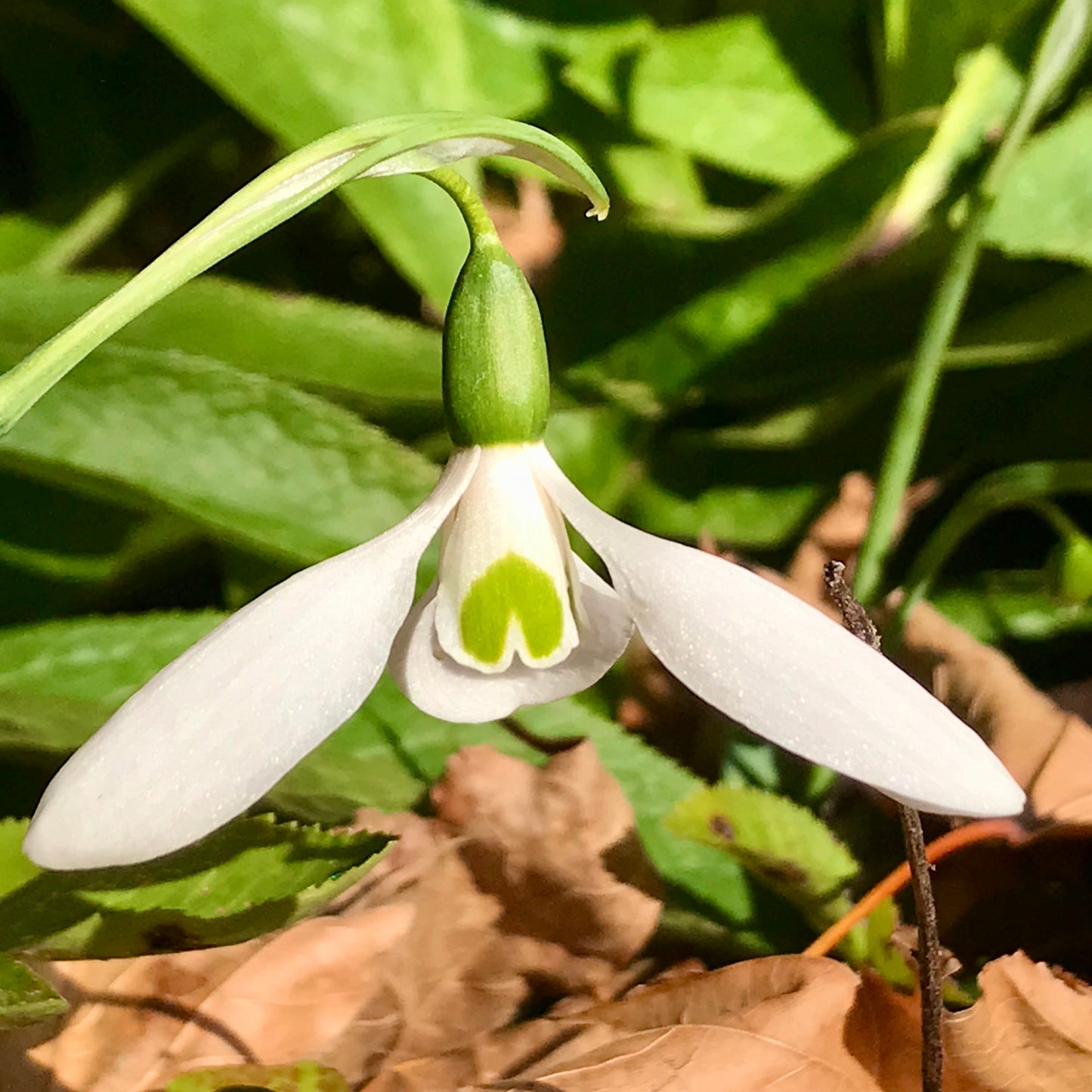 Potter's Prelude snowdrop fall blooming galanthus elwesii