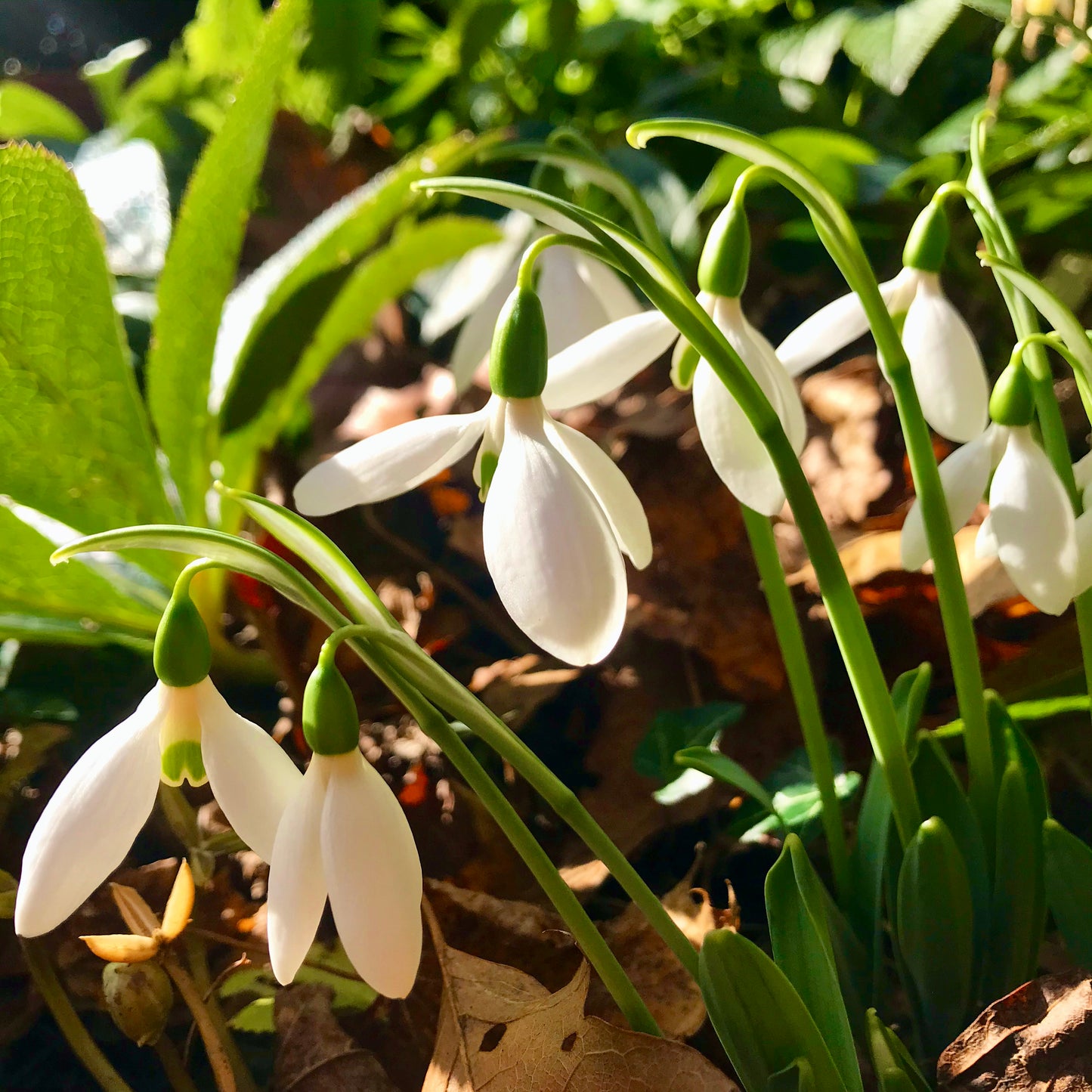 Potter's Prelude snowdrop fall blooming galanthus elwesii