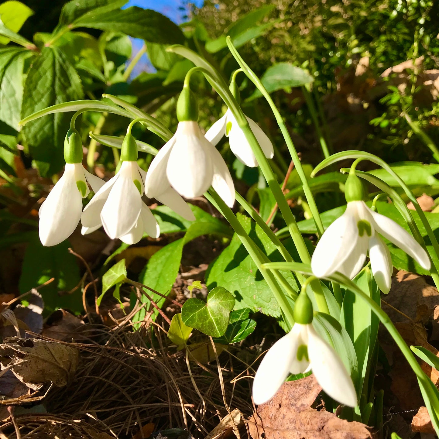 Potter's Prelude snowdrop fall blooming galanthus elwesii