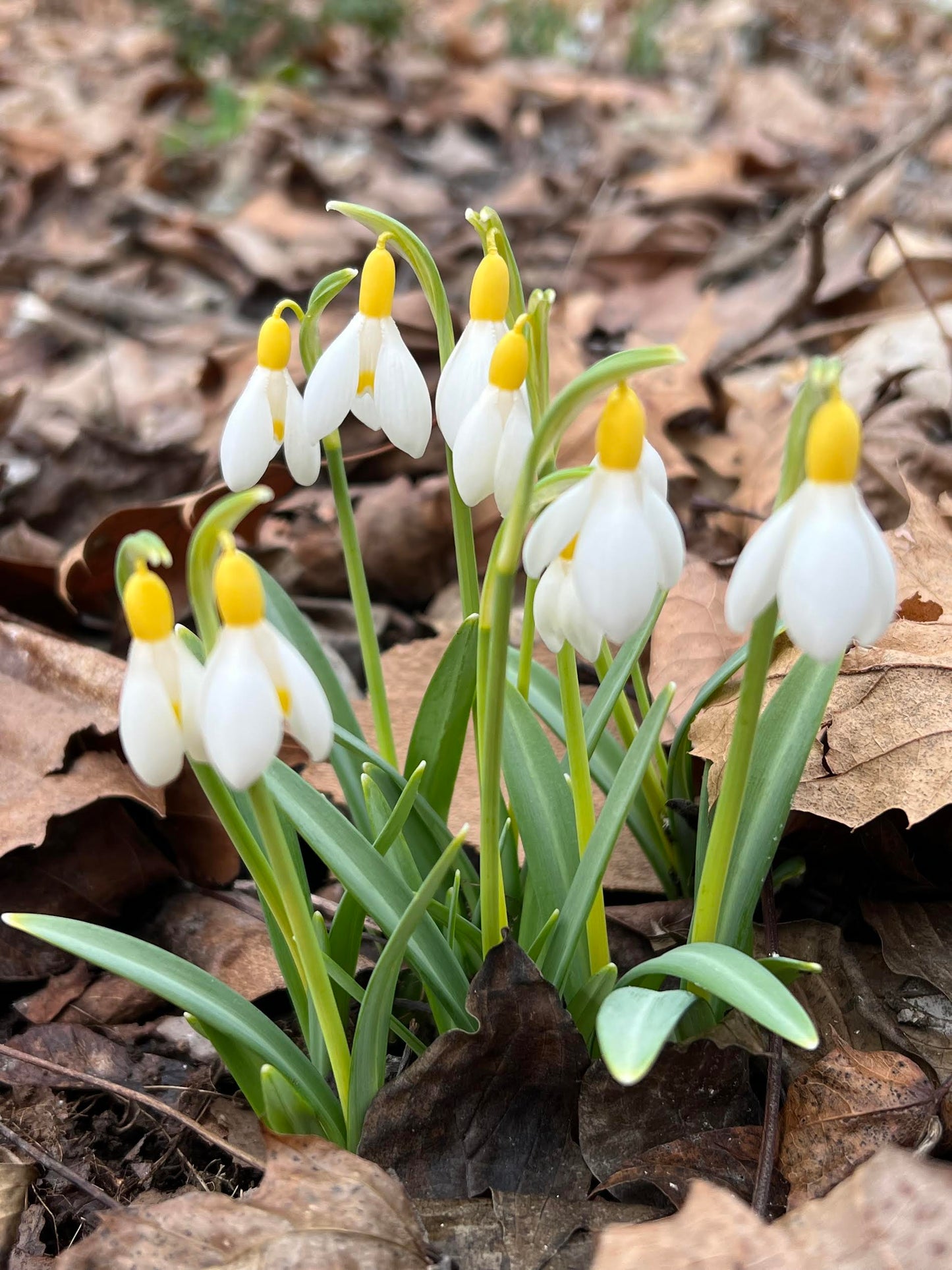 Primrose Warburg yellow snowdrop historic galanthus plicatus