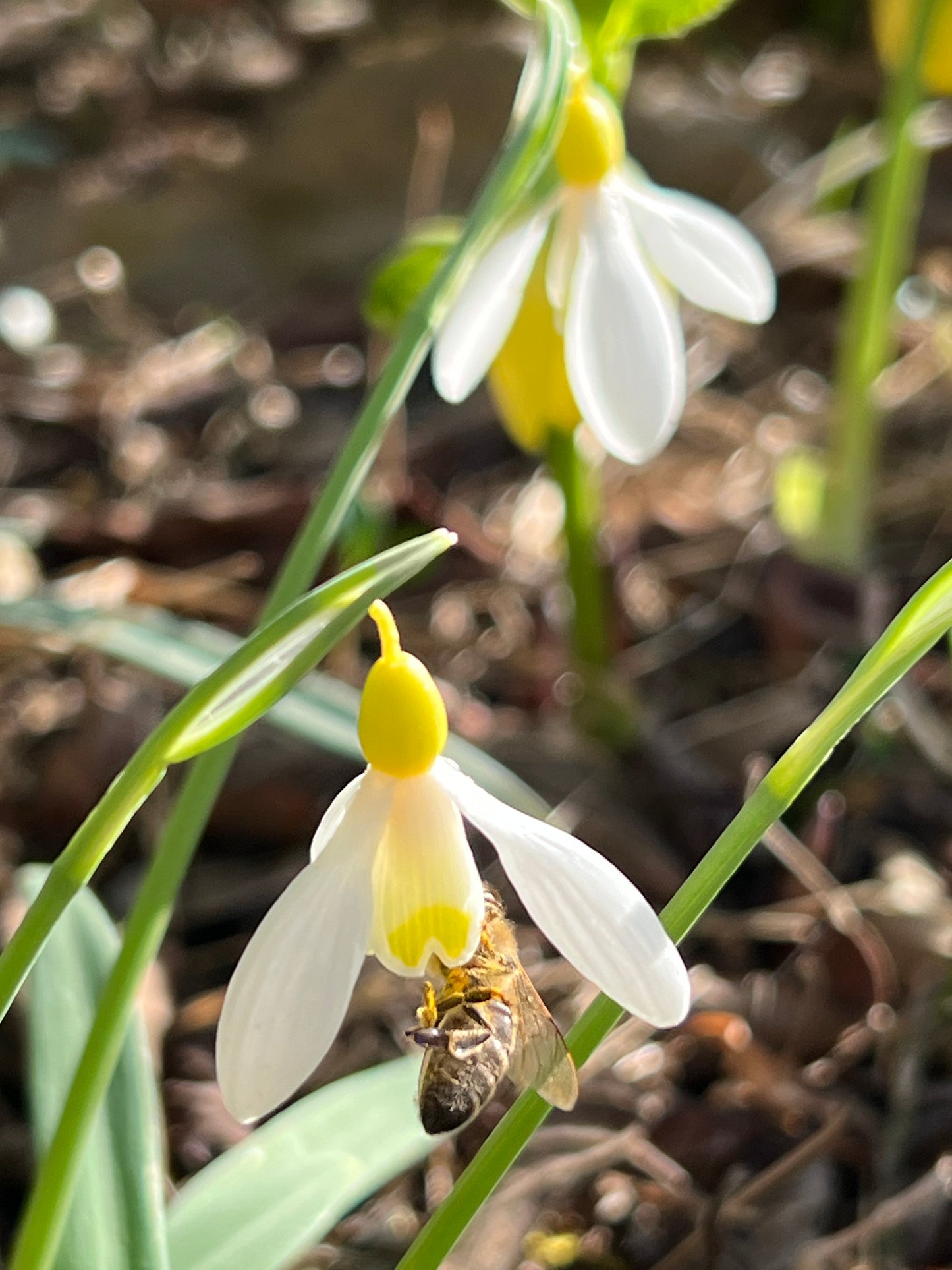 Primrose Warburg yellow snowdrop historic galanthus plicatus