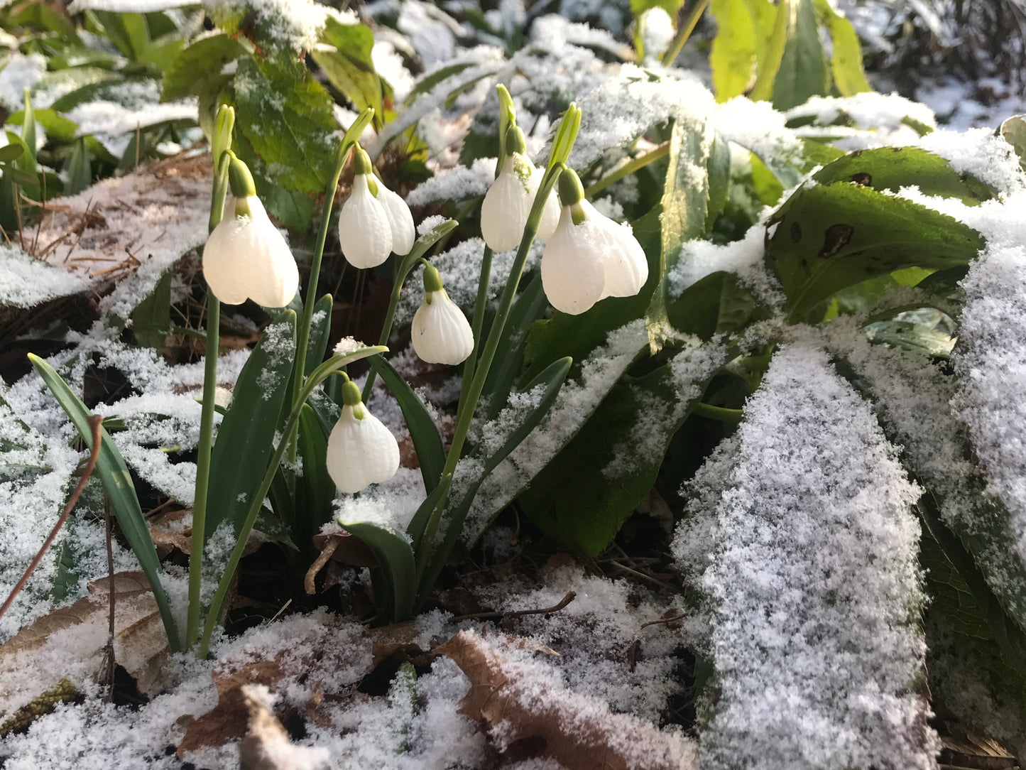 Three Ships early blooming snowdrop galanthus plicatus