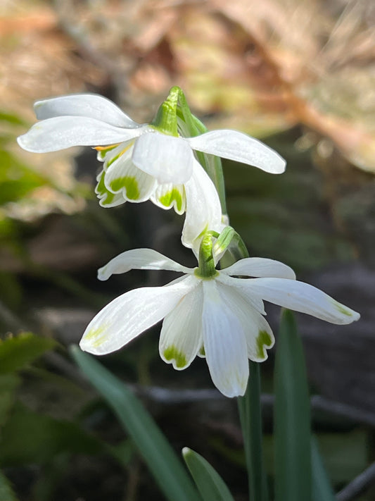 Flocon de Neige double nivalis snowdrop galanthus with six outer segments