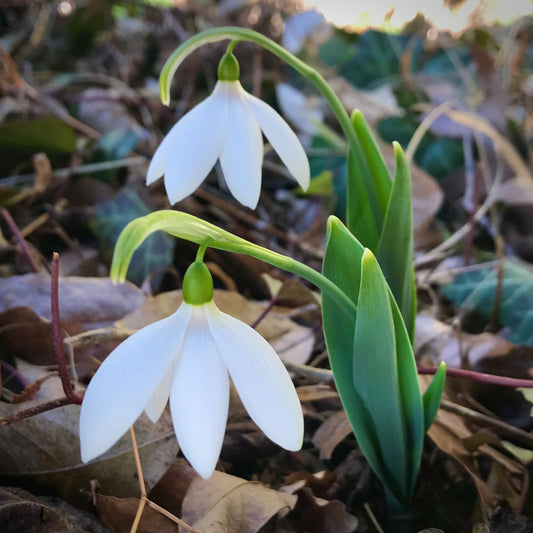 Kermode Bear snowdrop poculiform Galanthus elwesii
