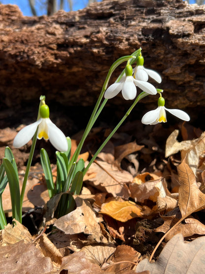 Mother Goose plicatus snowdrop